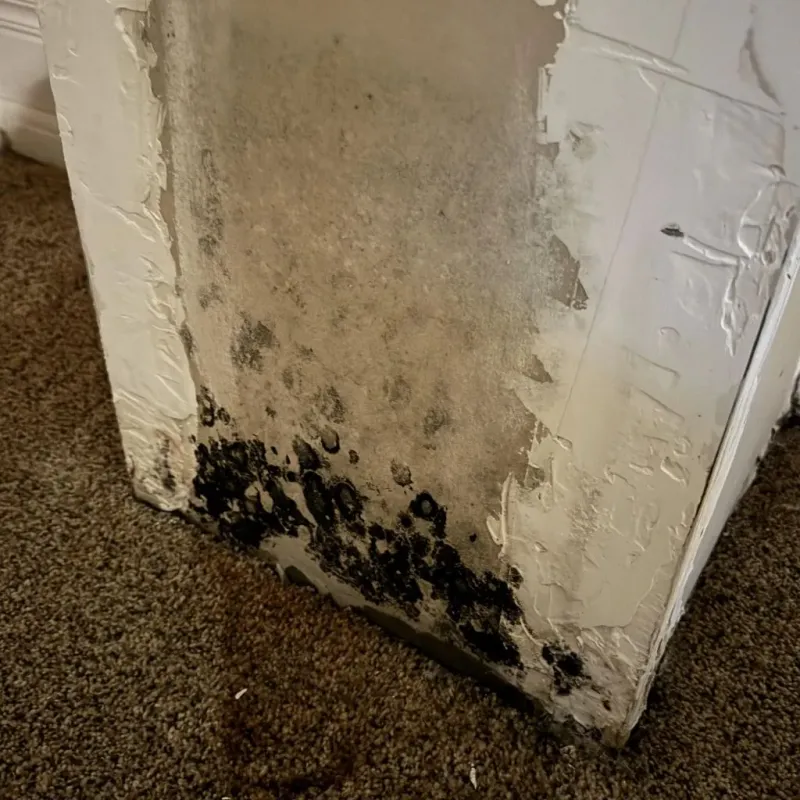 Professional Mold Removal in Waterville, WA